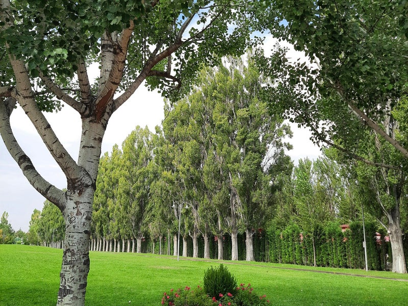 Limpieza de parcelas