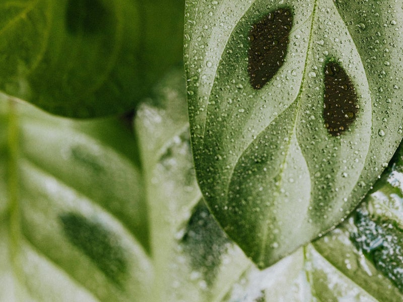 Tratamiento fitosanitario